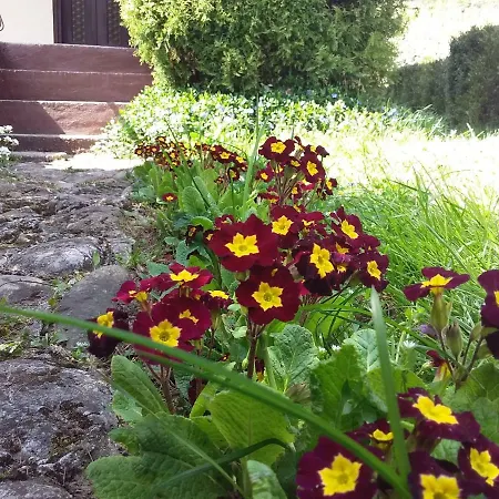 Tammaris * ויסוקו